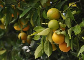 The end of oranges? Relentless plant disease could cause extinction of citrus fruits