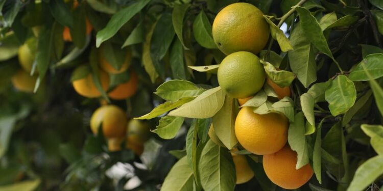 The end of oranges? Relentless plant disease could cause extinction of citrus fruits
