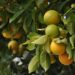 The end of oranges? Relentless plant disease could cause extinction of citrus fruits