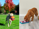 Find fun new dog toys for pets of every size.