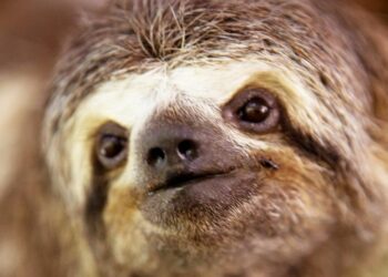 Sloth fever signs and symptoms to look out for after people found with rare disease in Europe