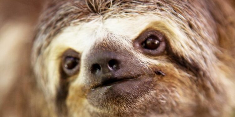 Sloth fever signs and symptoms to look out for after people found with rare disease in Europe