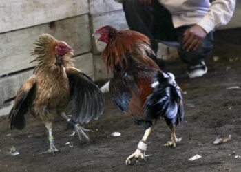 With the University of Oregon journalism program: Cockfighting