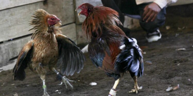 With the University of Oregon journalism program: Cockfighting