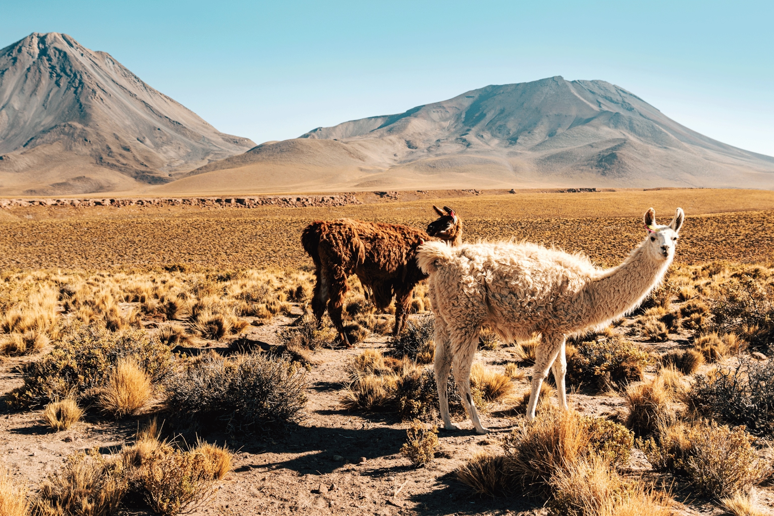 Guanacos in Torres Del Paine National Park.