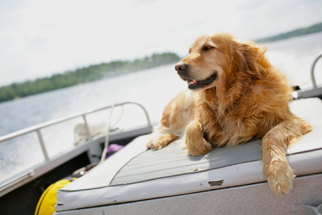 Internet Obsessed With Rescue Dog Now 'Living His Best Life' on Boat