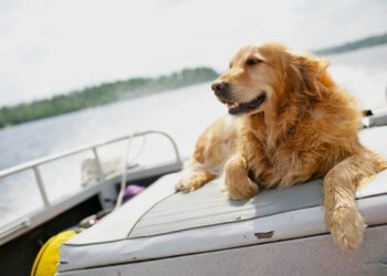 Internet Obsessed With Rescue Dog Now 'Living His Best Life' on Boat