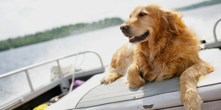 Internet Obsessed With Rescue Dog Now 'Living His Best Life' on Boat