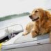 Internet Obsessed With Rescue Dog Now 'Living His Best Life' on Boat