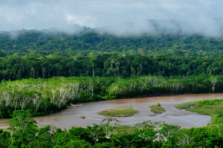 Madidi National Park, located in the Bolivian Amazon, is one of the most biodiverse protected areas in the world. Mining is gradually destroying the reserve. 