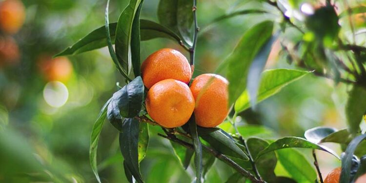This Disease Is Wreaking Havoc on Citrus Fruit