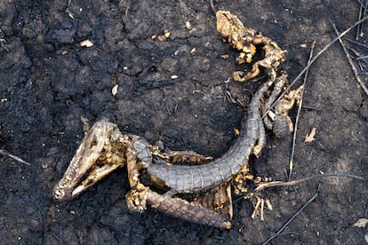 The charred remains of an alligator after a fire in the Brazilian Pantanal, in the city of Miranda, November 2023.