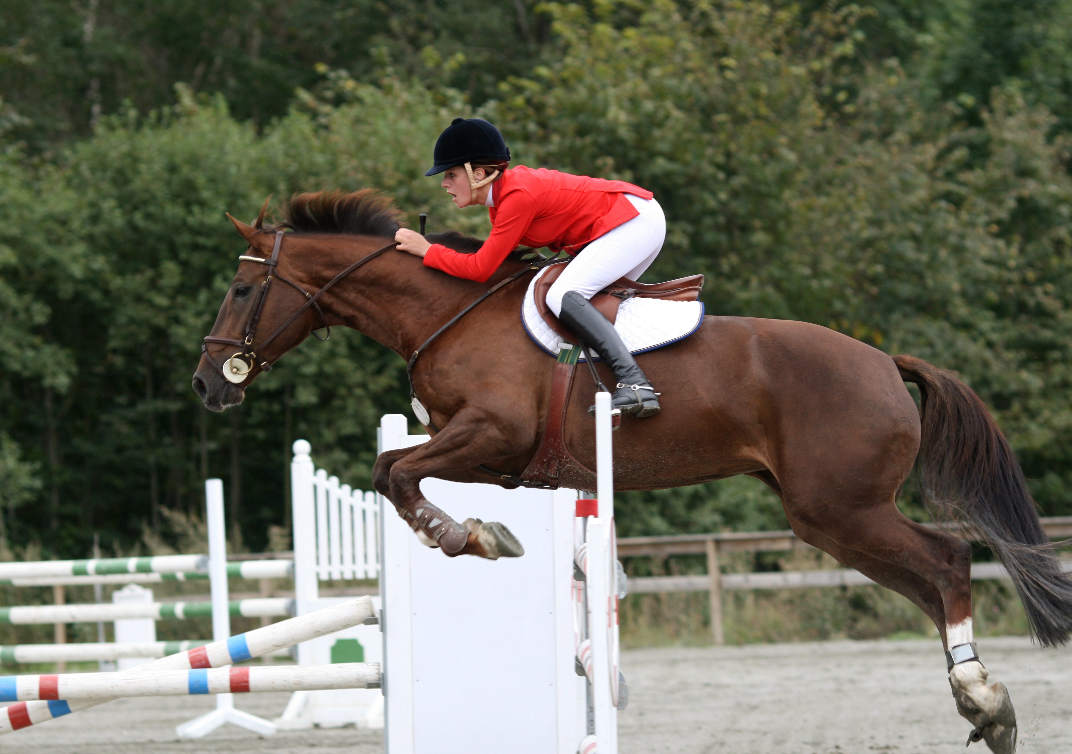 Take in a horse show at the famous stables