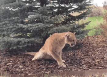 New virus that causes ‘staggering disease’ discovered in US