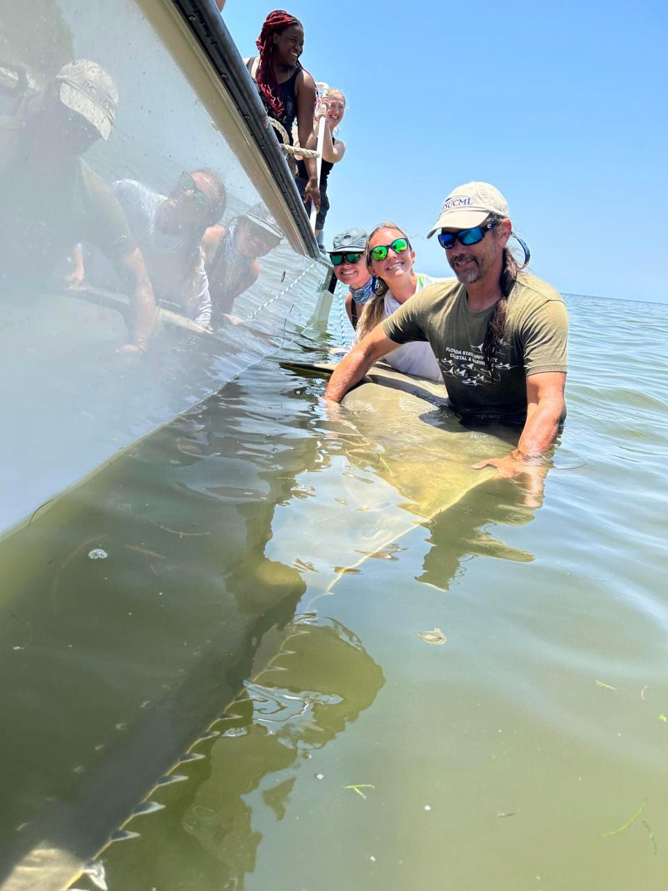 Dean Grubbs, a research professor with Florida State University's Coastal and Marine Laboratory, examines a smalltooth sawfish in the Gulf of Mexico, under a permit to work with the endangered species.