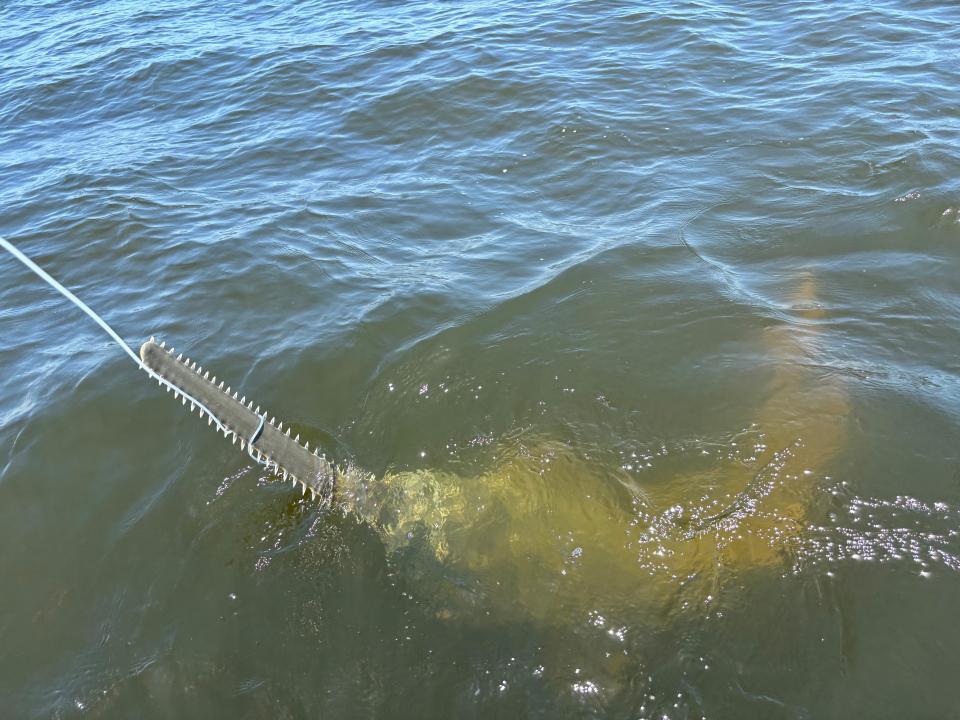 Students at the University of North Florida, under the direction of James Gelsleichter who is authorized by a permit to handle the endangered species, caught a smalltooth sawfish in the St. Marys River on July 16, 2024.