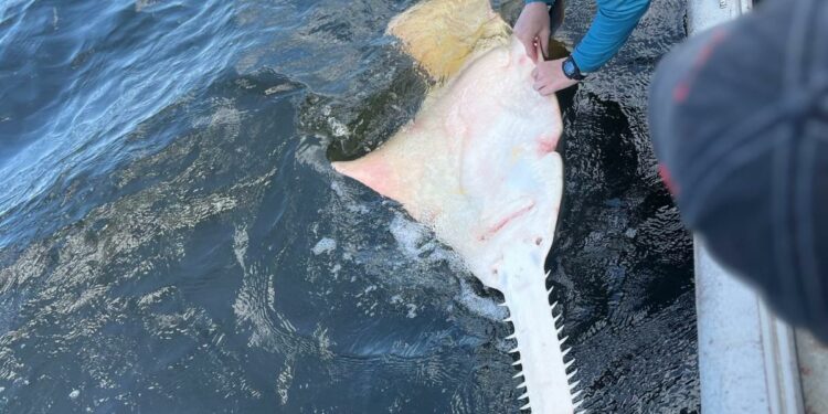 'Prehistoric' relative of sharks struggle to make a comeback near Florida