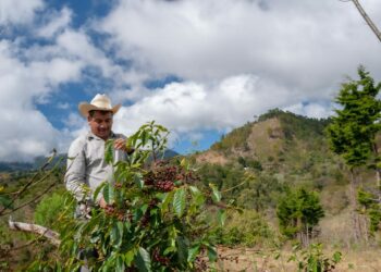 Central America’s Cup of Excellence season has come to a close.