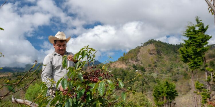 Central America’s Cup of Excellence season has come to a close.