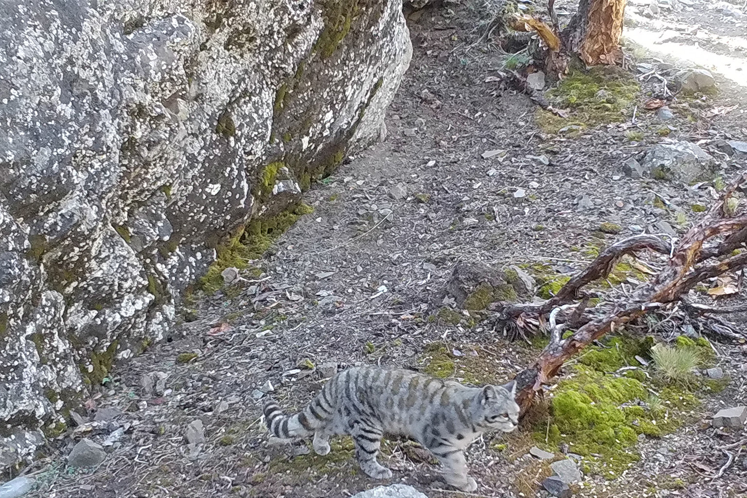 A camera trap image of an Andean cat