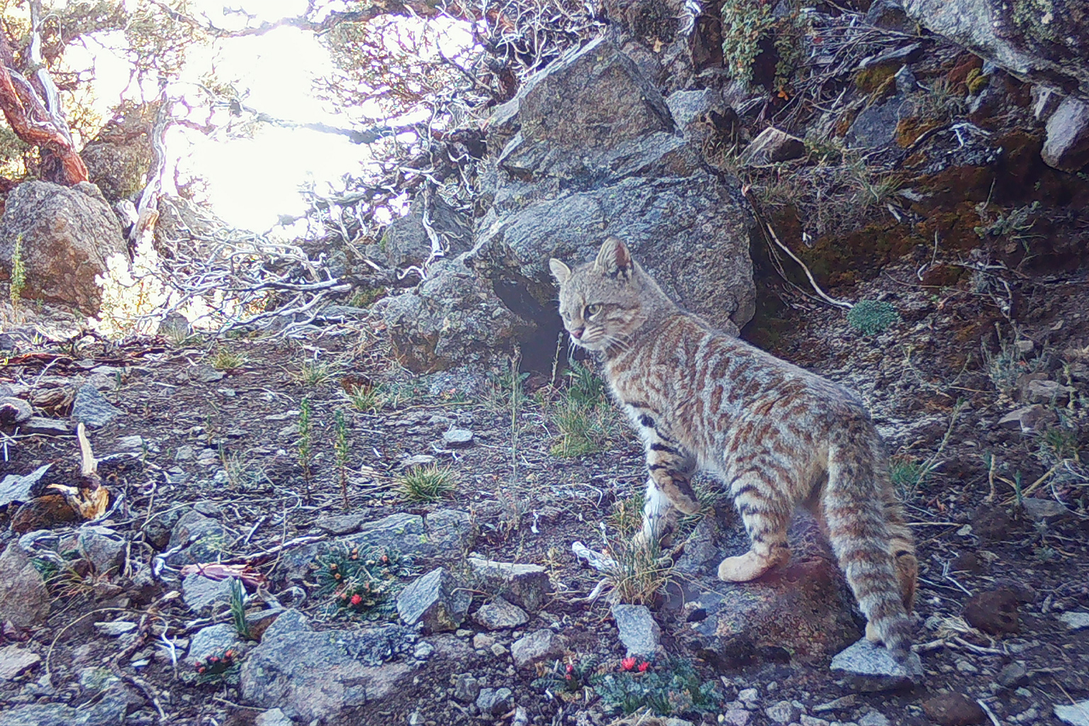 A camera trap image of a Peruvian desert cat