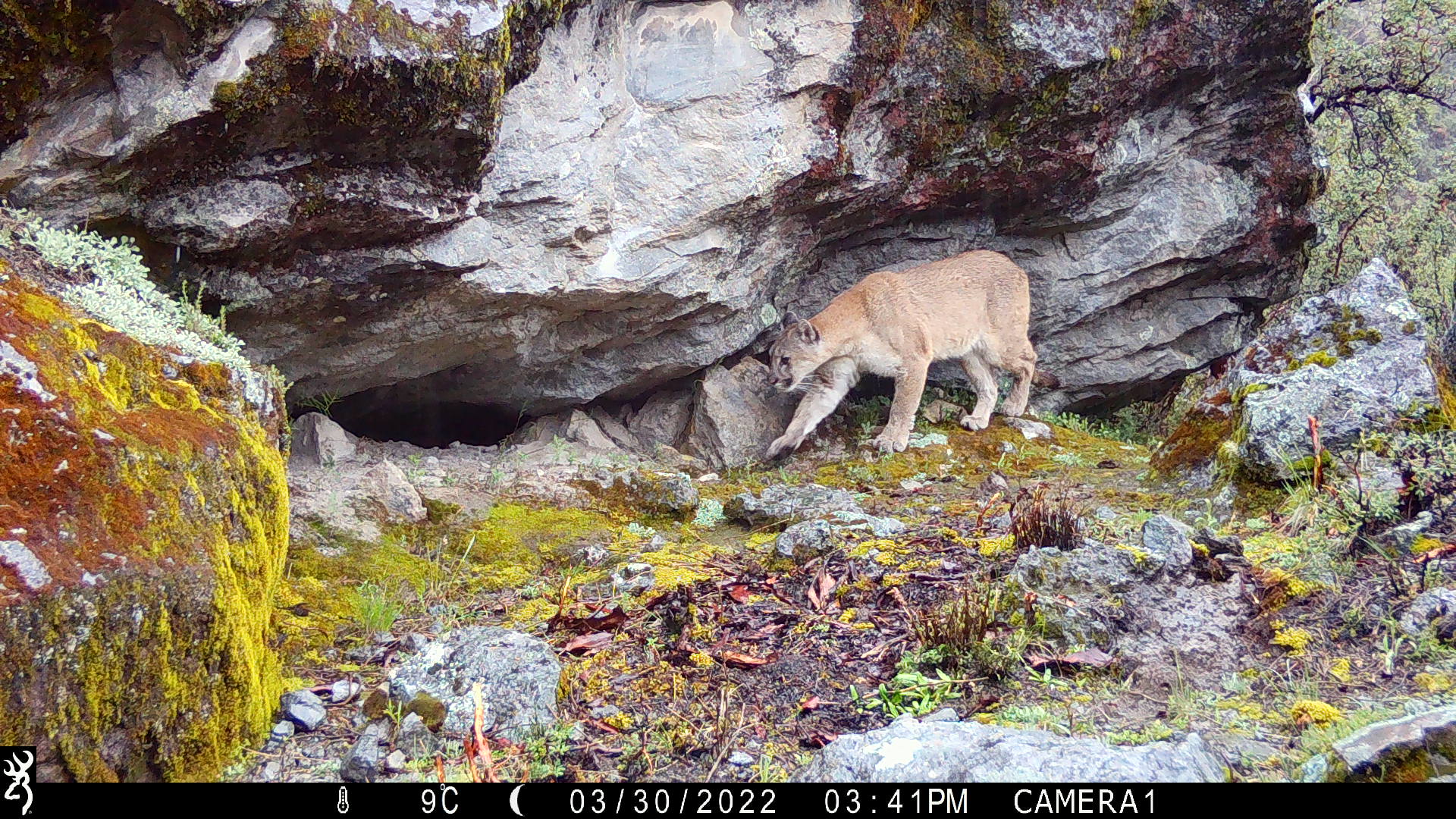 A camera trap image of a puma in Licapa