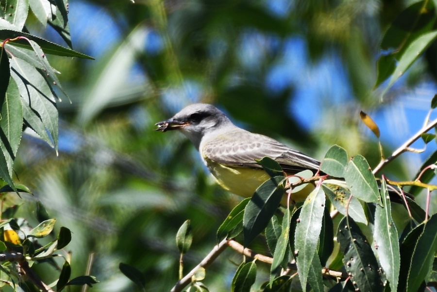 WestKingbird1 24