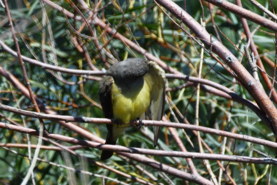 WestKingbird3 24