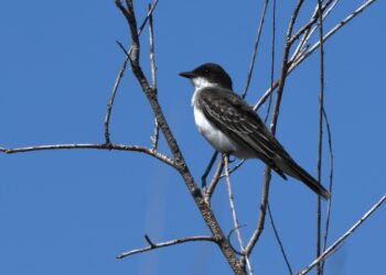 Kingbirds prepare to head South