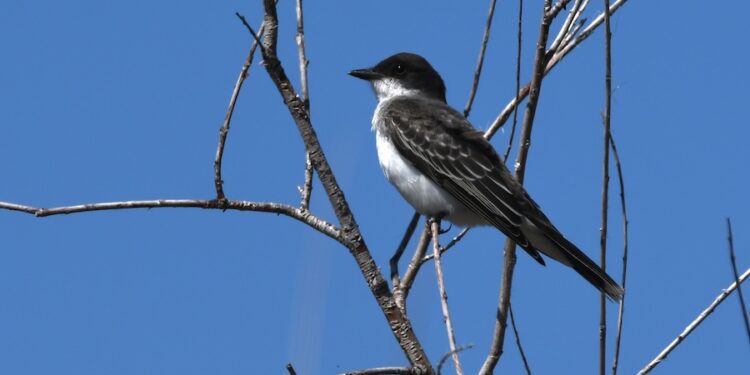 Kingbirds prepare to head South