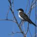 Kingbirds prepare to head South