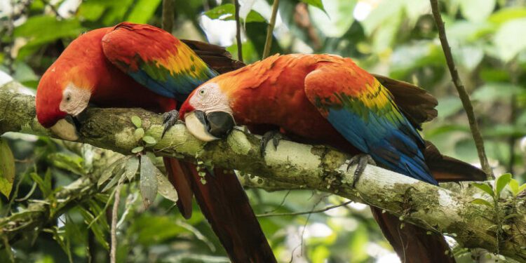 One year after oil referendum, what’s next for Ecuador’s Yasuní National Park?