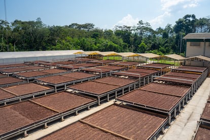 Granos de cacao en el proceso de secado en la Central de Cooperativas de El Ceibo, en julio de 2024.