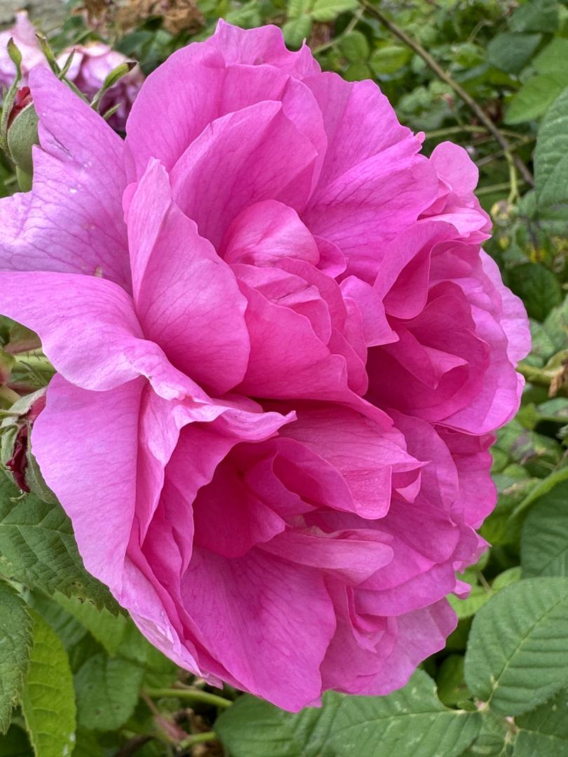 One of the roses at Empress Josephine’s Chateau de Malmaison.