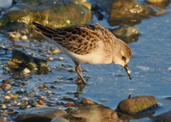 As migration rolls forward, not all journeys are created equal