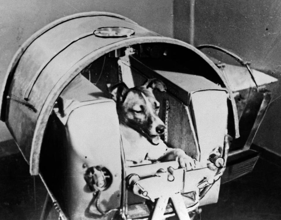 A dog named Laika sits inside the spacecraft, preparing for the mission into space