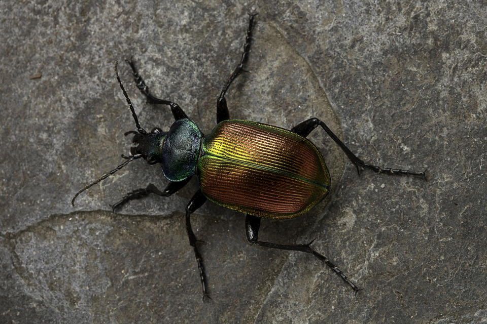 Close-up of a colorful beetle with an iridescent green head and red-gold elytra, resting on a textured, rocky surface