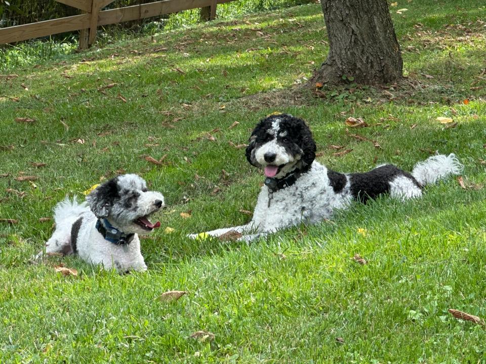 USA TODAY data and graphics reporter Sara Chernikoff's dogs Frankie, a 3-year-old Mini Sheepadoodle, and Walter, 2-year-old Mini Bernedoodle.