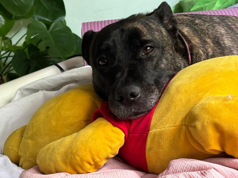 USA TODAY Trending Reporter Julia Gomez's dog, Penny Lane, 5, a Belgian Malanois/American Bull Dog mix.