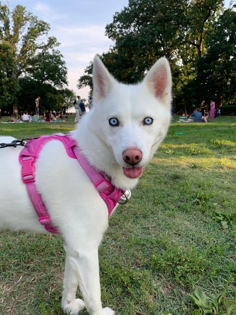 USA TODAY National Trending Desk Editor Jay Cannon's dog, Ella, a 4-year-old Siberian husky.