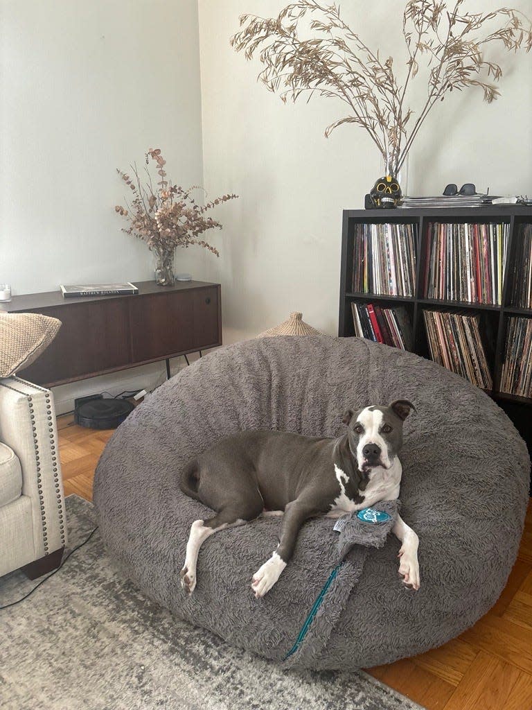 Kimmy Bavuso of San Francisco, USA TODAY senior reporter Natalie Neysa Alund's dog, who was adopted during the pandemic.