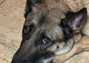 What are the top dog breeds in California? Here's your guide to companionship