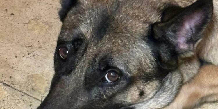 What are the top dog breeds in California? Here's your guide to companionship