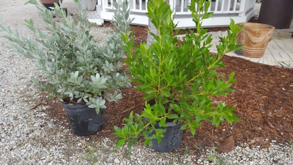 In The Garden: Buttonwood is salt-tolerant tree by sea | News, Sports, Jobs - SANIBEL-CAPTIVA