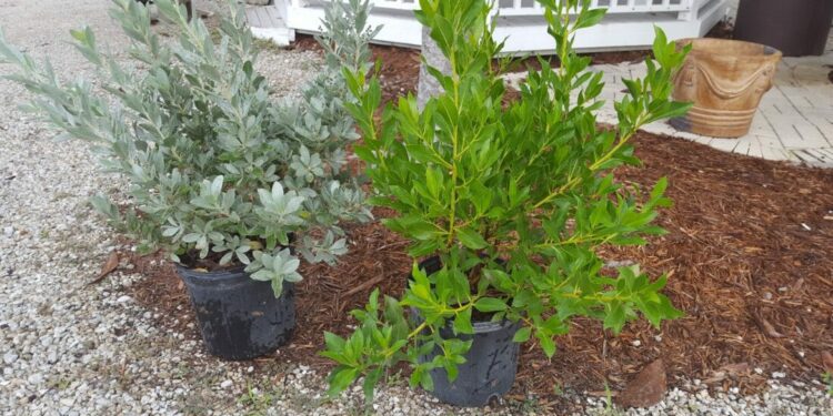 In The Garden: Buttonwood is salt-tolerant tree by sea | News, Sports, Jobs - SANIBEL-CAPTIVA