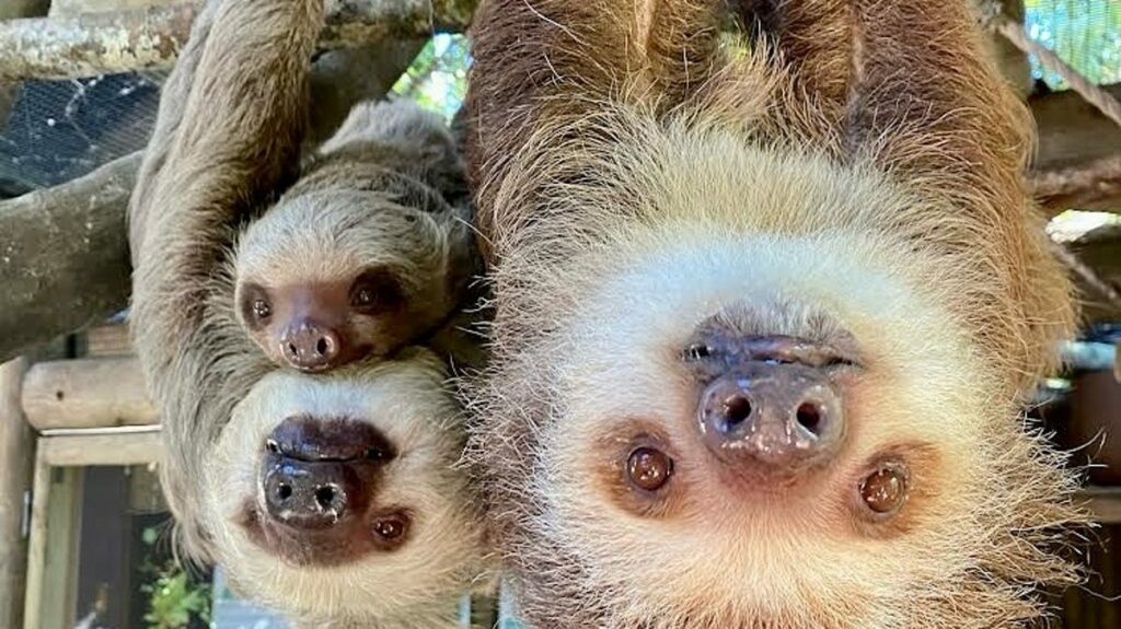 What is sloth fever? Virus spreads to US, CDC issues travel warning