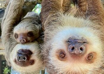 What is sloth fever? Virus spreads to US, CDC issues travel warning