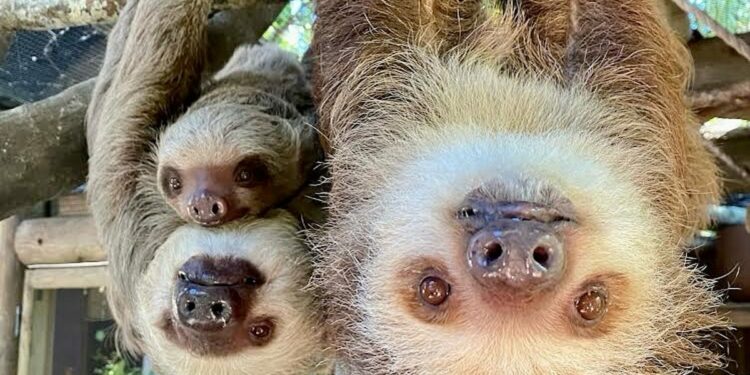 What is sloth fever? Virus spreads to US, CDC issues travel warning