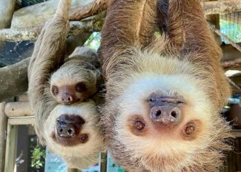 What is sloth fever? How close is it to Ohio? What to know about virus spreading to US