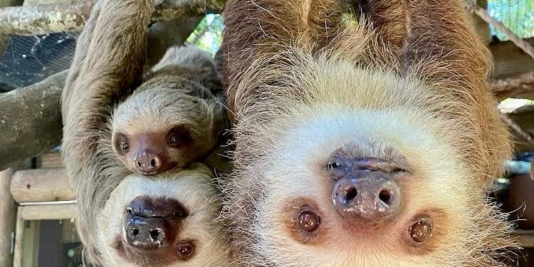 What is sloth fever? How close is it to Ohio? What to know about virus spreading to US